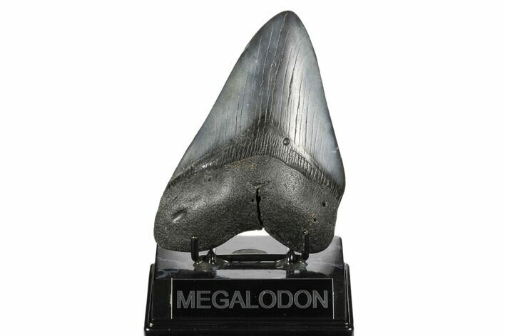 Bargain, Fossil Megalodon Tooth - South Carolina #175936